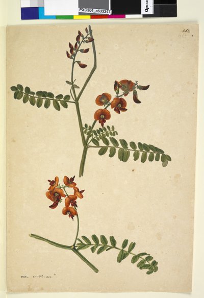 Page 262. Signé : I.W.L. 30 Nov. 1805 - John William Lewin