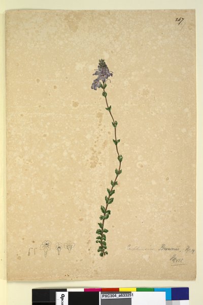 Page 267. Euphrasia brownii - John William Lewin