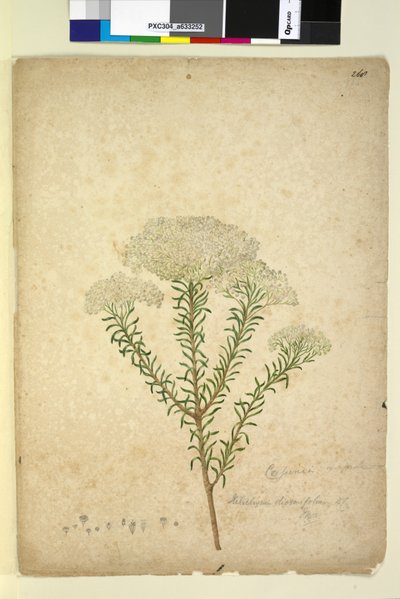 Page 268. Helichrysum diosmifolium Ozothamnus diosmifolius - John William Lewin