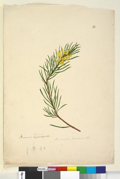 Page 26. Persoonia linearis - John William Lewin