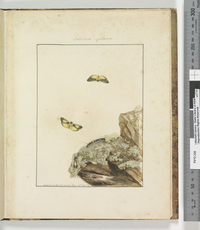 Page 39. Planche 10 Lithosa Replana, 1803-04 - John William Lewin