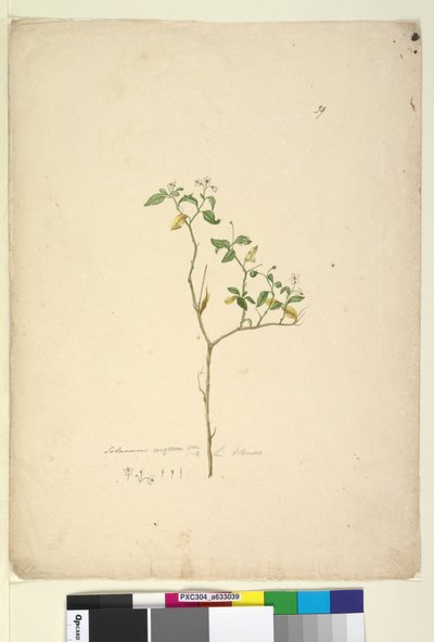 Page 39. Solanum nigrum - John William Lewin