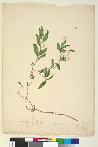 Page 43. Billardiera scandens - John William Lewin