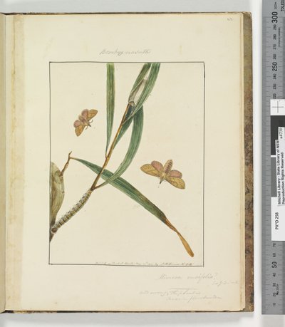 Page 43. Pl.11 Bombyx Nasuta - John William Lewin