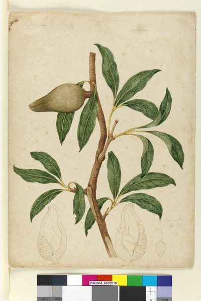 Page 5. Xylomelum pyriforme, c.1803-06 - John William Lewin
