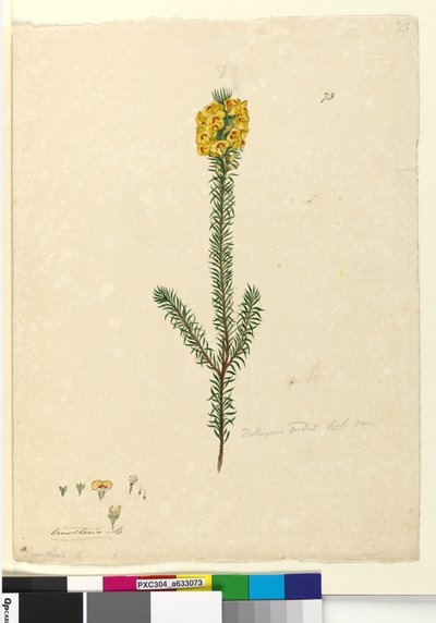 Page 73. Dillwynia rubis?, c.1803-06 - John William Lewin