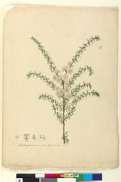 Page 87. Leptospermum ambiguum - John William Lewin