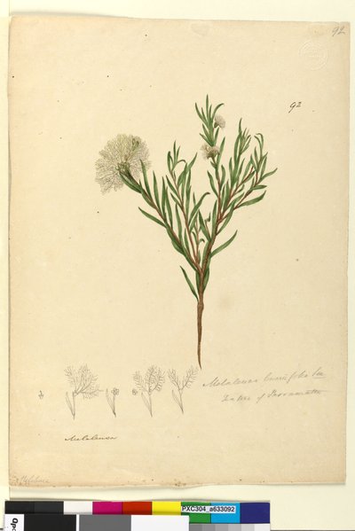 Page 92. Melaleuca linariifolia - John William Lewin
