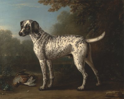 Un chien tacheté gris - John Wootton