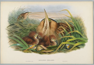 Botaurus Stellaris - Butor étoilé, gravé par H. C. Richter - John after Gould