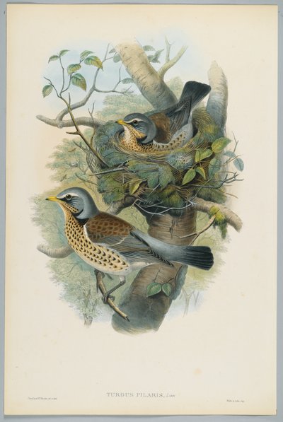 Turdus Pilarus - Grive litorne, gravé par H. C. Richter - John after Gould