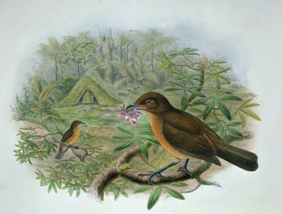 Amblyornis Inornatus, oiseau jardinier de Vogelkop - John and Hart, William Gould