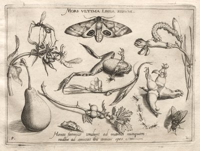 Archétypes et Études : La mort est la ligne qui marque la fin de tout (Partie II, planche 5) - Joris Hoefnagel