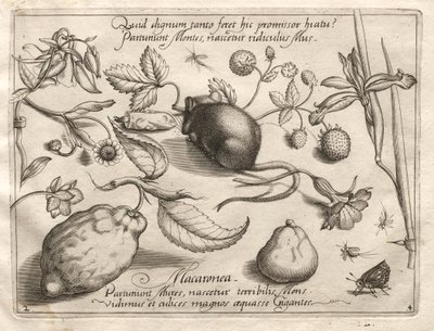 Archétypes et études : Ce qui peut émerger en accord avec une telle promesse caverneuse, 1592 - Joris Hoefnagel