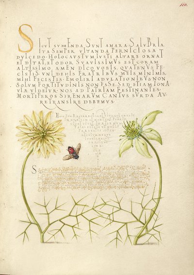Cumins noirs et insectes - Joris Hoefnagel