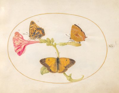Papillon, c.1575-80 - Joris Hoefnagel