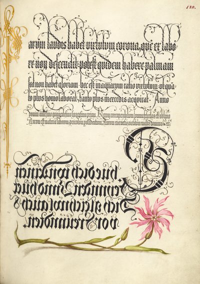 Fleur de coucou - Joris Hoefnagel