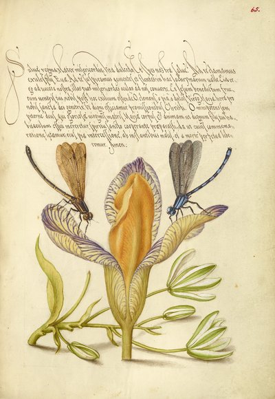 Demoiselles, iris espagnol et étoile de Bethléem - Joris Hoefnagel