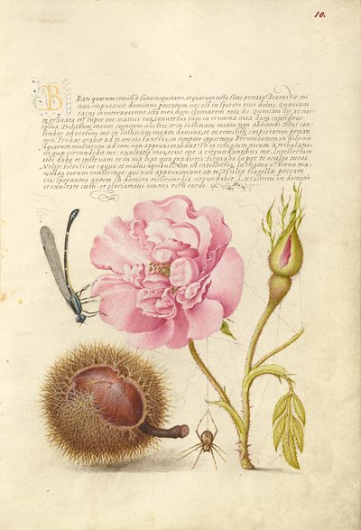 Demoiselle, rose française, marron d