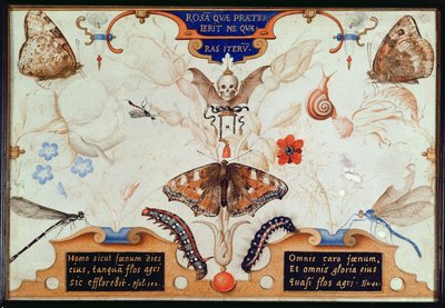 Diptyque avec fleurs et insectes, 1591 (marouflage et parchemin sur panneau) - Joris Hoefnagel