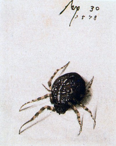 Araignée femelle, 1578 - Joris Hoefnagel