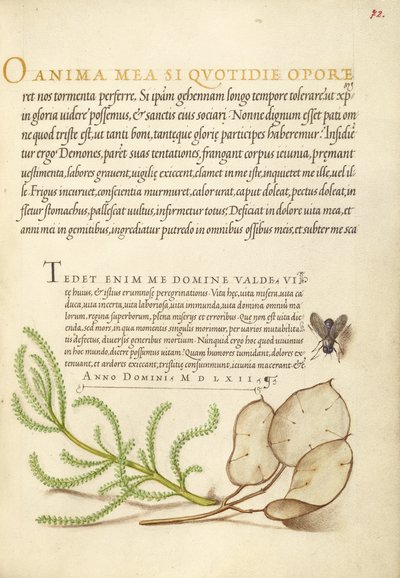 Mouche domestique, coton lavande et plante argentée - Joris Hoefnagel