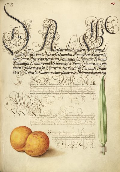 Éphémère, abricot et roseau - Joris Hoefnagel