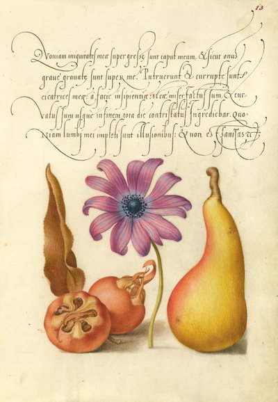 Nèfle, anémone coquelicot et poire - Joris Hoefnagel