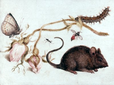 Souris, Fleur et Insecte, XVIe siècle - Joris Hoefnagel