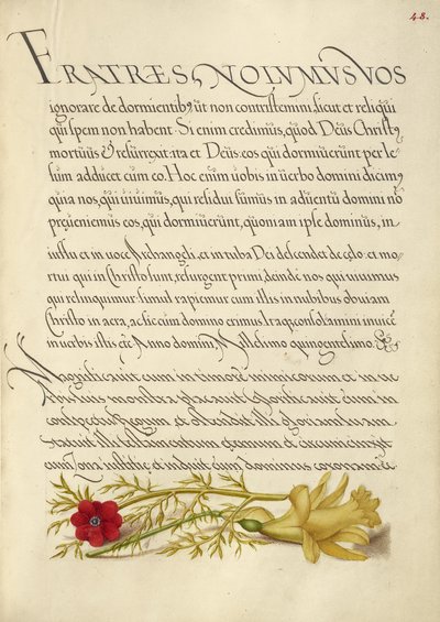 Oeil de faisan et bouton d
