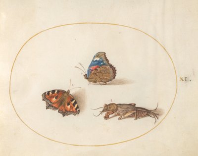 Planche 11 : Petite tortue et papillons vulcains avec un grillon-taupe - Joris Hoefnagel