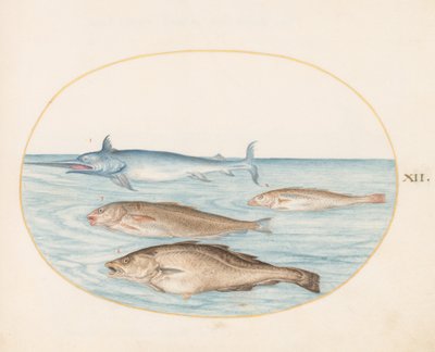 Planche 12 : Un espadon et trois autres poissons - Joris Hoefnagel