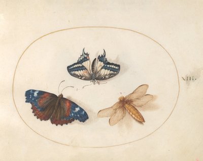Planche 13 : Papillon Machaon et Vulcain avec une libellule (Chasseur large ?) - Joris Hoefnagel