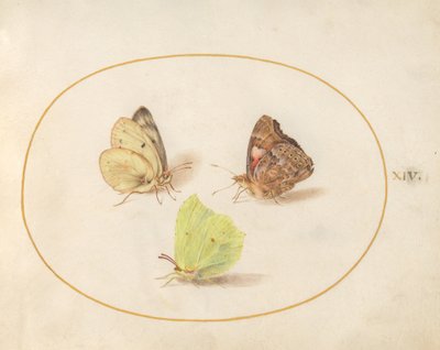 Planche 14 : Citron commun, Vulcain et Souci - Joris Hoefnagel
