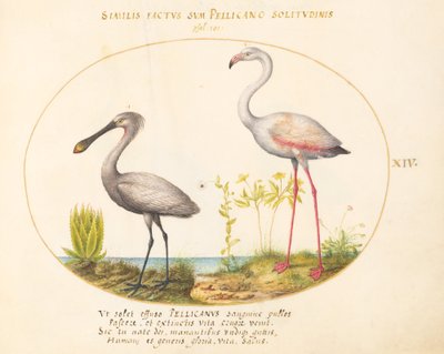Planche 14 : Spatule et flamant rose - Joris Hoefnagel