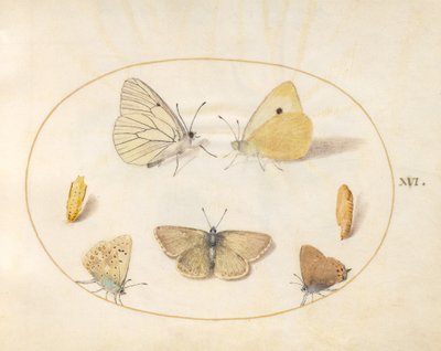 Black-Veined White, Clouded Yellow, Black Hairstreak(?) et Geranium Argus(?) Butterflies avec deux chrysalides (planche 16) - Joris Hoefnagel
