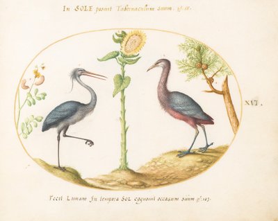 Planche 16 : Deux hérons (?) avec un tournesol - Joris Hoefnagel