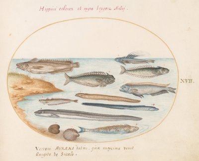 Planche 17 : Un cabillaud, poisson-araignée, anguilles et autres poissons - Joris Hoefnagel