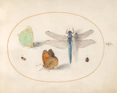 Papillons soufré et brun des prés (?), une libellule et deux petits insectes (planche 17) - Joris Hoefnagel