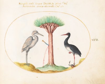 Planche 17 : Héron blanc (?) et cigogne noire tuant un serpent avec un arbre à sang de dragon - Joris Hoefnagel