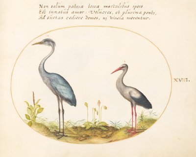 Planche 18 : Héron et cigogne - Joris Hoefnagel
