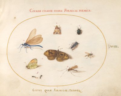 Planche 18 : Deux papillons et un papillon de nuit avec une libellule, deux fourmis et quatre autres insectes - Joris Hoefnagel