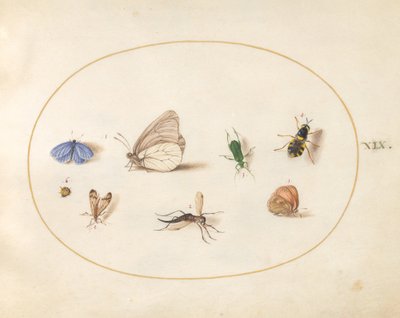 Planche 19 : Deux papillons avec cinq autres insectes - Joris Hoefnagel