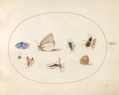 Planche 19: deux papillons avec cinq autres insectes - Joris Hoefnagel