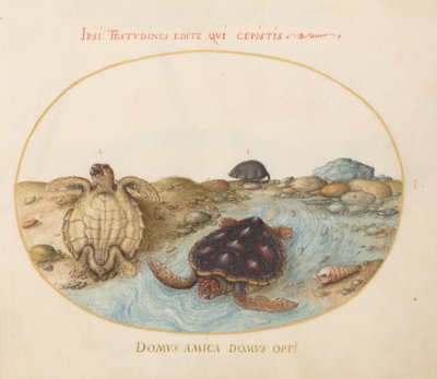 Planche 1 : Tortues, un rat musqué et des coquillages - Joris Hoefnagel