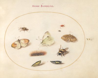 Planche 20 : Trois papillons, une chenille, une abeille, deux chrysalides et trois charançons - Joris Hoefnagel