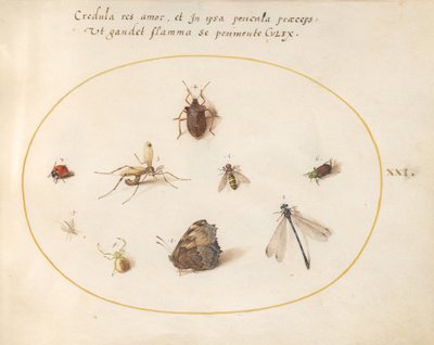 Planche 21 : Un papillon avec une libellule, une coccinelle et cinq autres insectes - Joris Hoefnagel