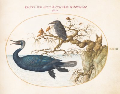 Planche 23 : Un cormoran de Brandt avec un héron couronné juvénile - Joris Hoefnagel