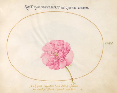 Planche 24 : Rose Rose - Joris Hoefnagel