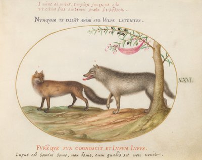 Planche 26 : Un renard roux et un loup - Joris Hoefnagel